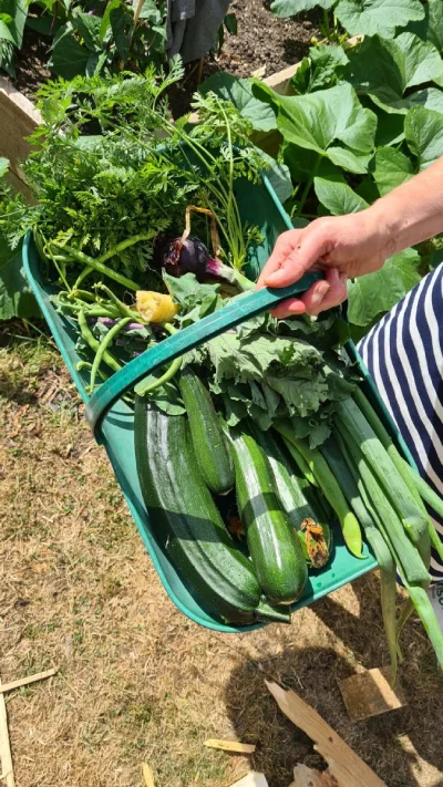 A basket of vegetables